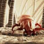 Does Clove Oil Kill Dust Mites