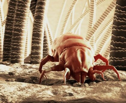 Does Clove Oil Kill Dust Mites