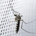 What are the Four Main Methods of Controlling Mosquitoes