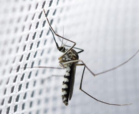 What are the Four Main Methods of Controlling Mosquitoes