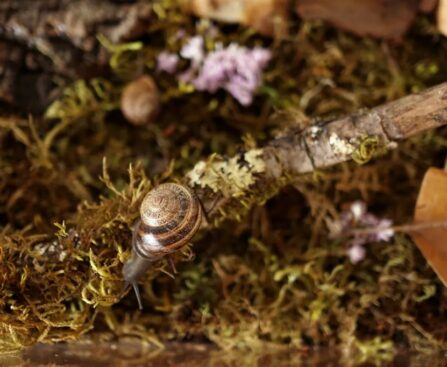 How to Master the Art of Caring for a Garden Snail
