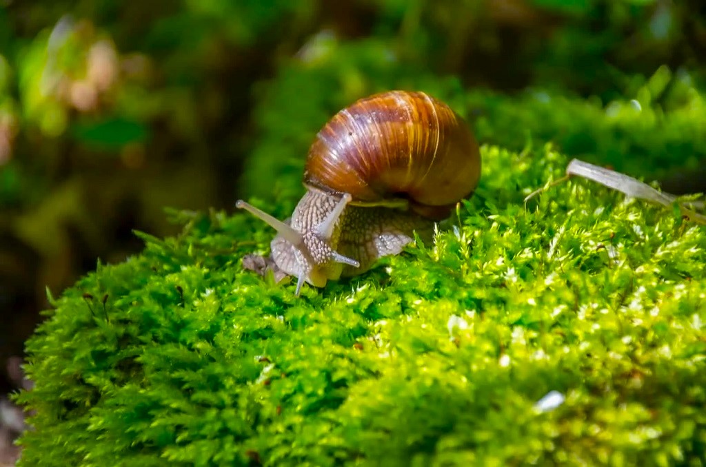 How to Master the Art of Caring for a Garden Snail