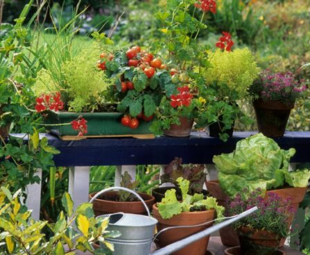 Thriving Balcony Herb Garden