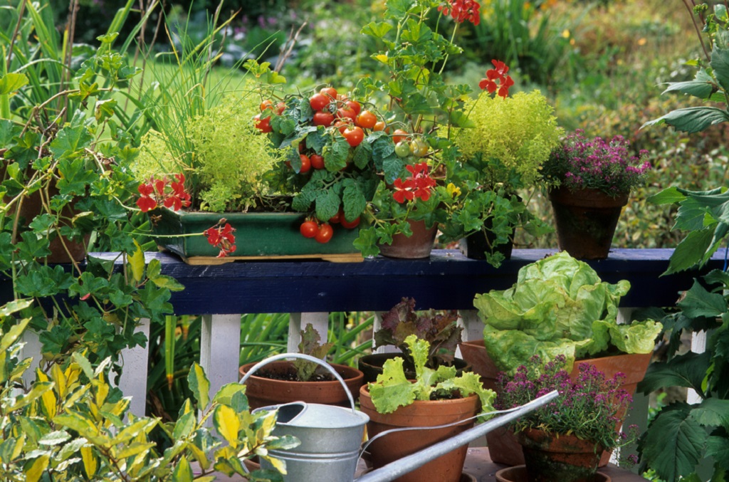 Thriving Balcony Herb Garden