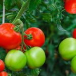 What is the best practice for planting tomatoes?