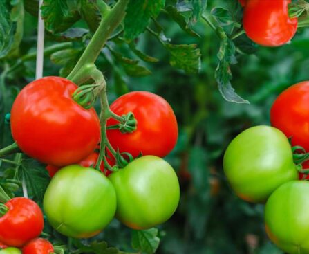 What is the best practice for planting tomatoes?