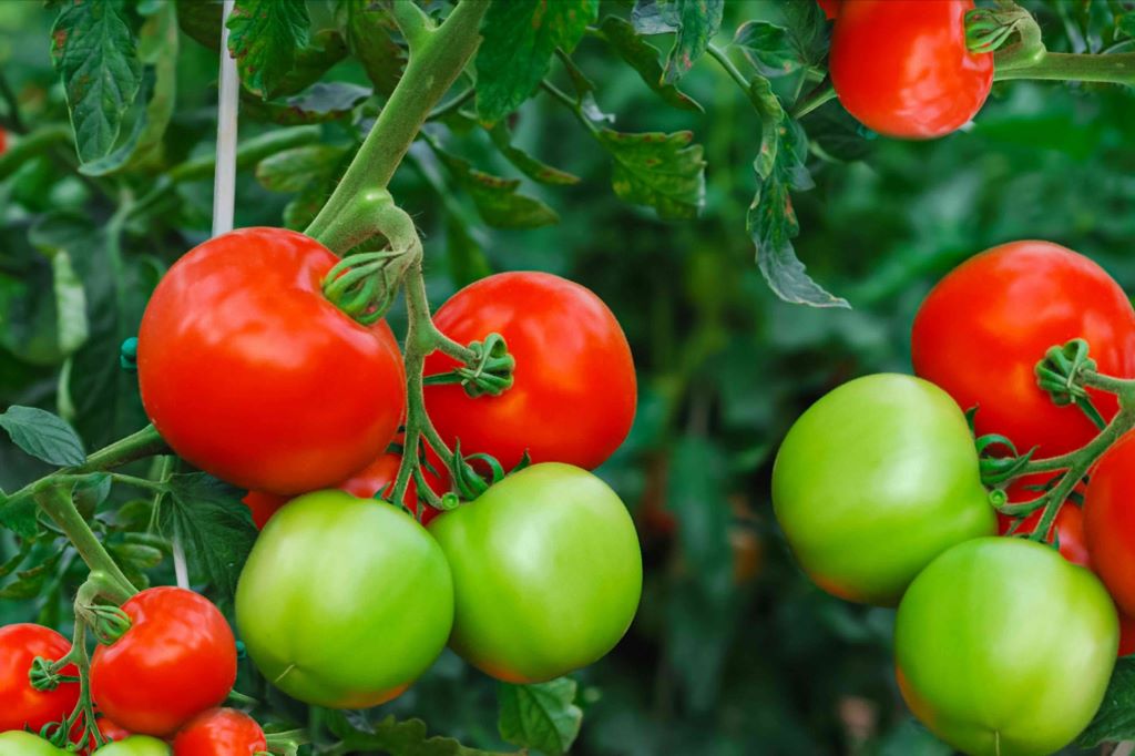 What is the best practice for planting tomatoes?
