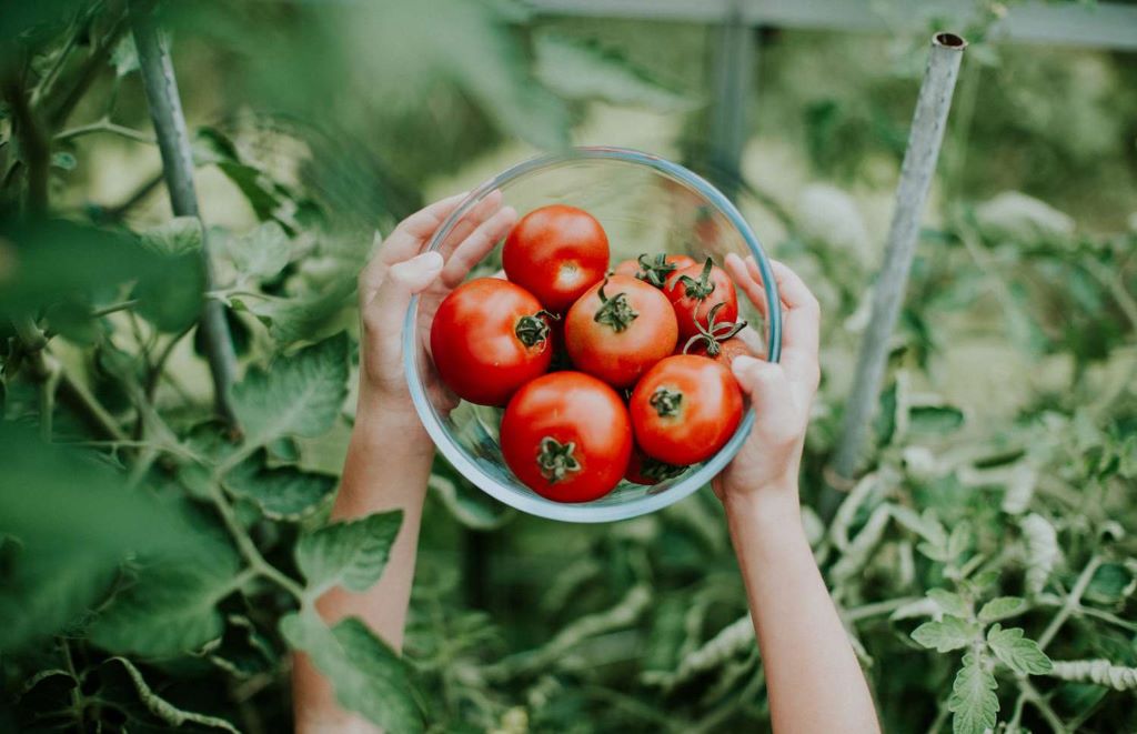 How to grow tomatoes from fresh seeds?