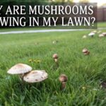 Lawn Disease Prevention Guide
