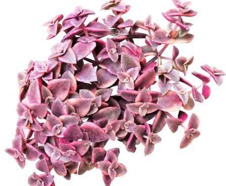 Essential Indoor Plant Care Guide: Pink Lady Plants