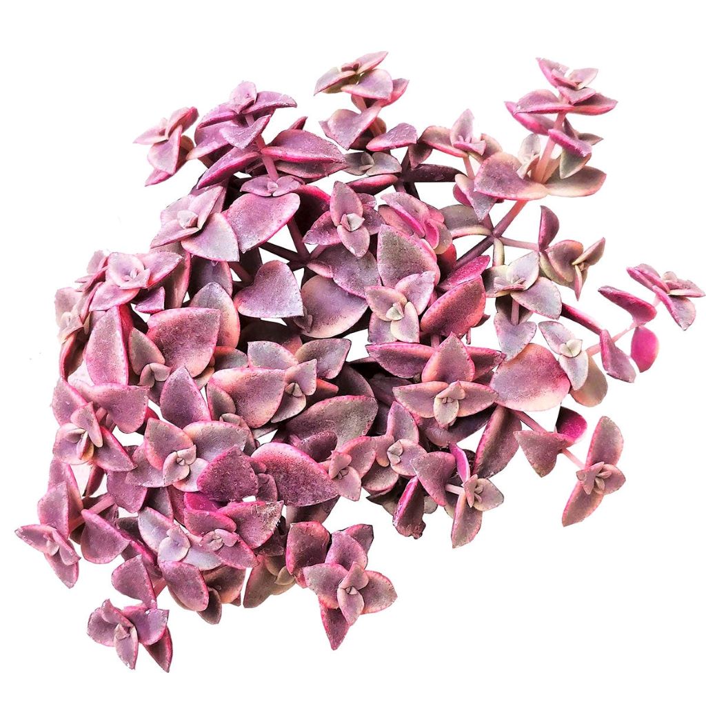 Essential Indoor Plant Care Guide: Pink Lady Plants