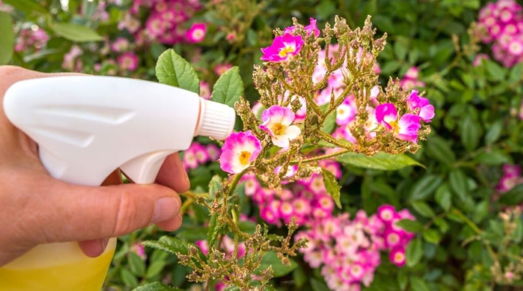How to Fix Common Pink lady turtle vine Issues