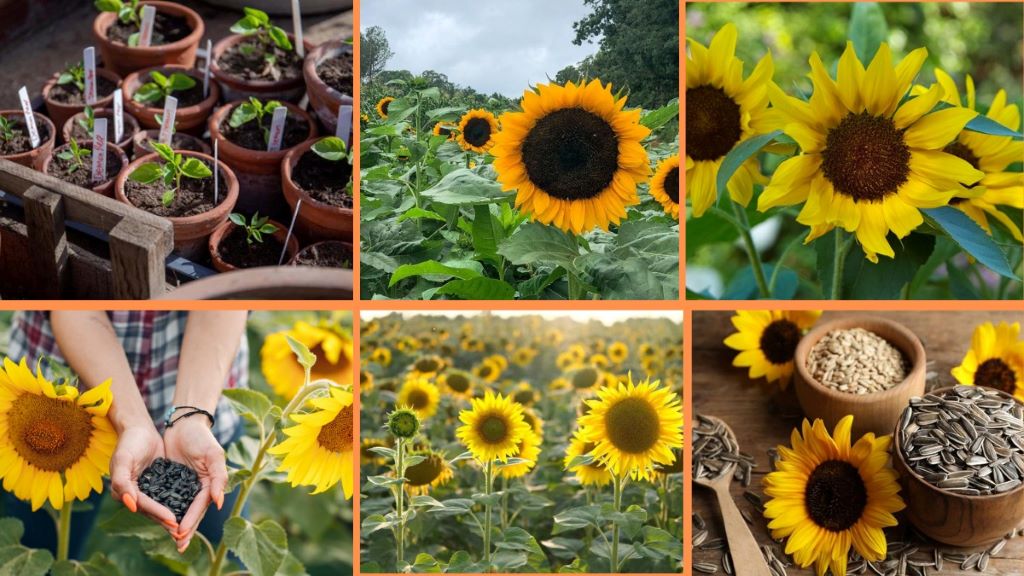 Guide to the best time to plant sunflowers for healthy growth and stunning blooms in your garden