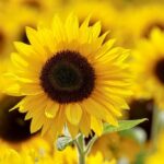 Bright yellow sunflowers blooming in a sunny garden, symbolizing the best time to plant sunflowers for healthy growth and vibrant blooms