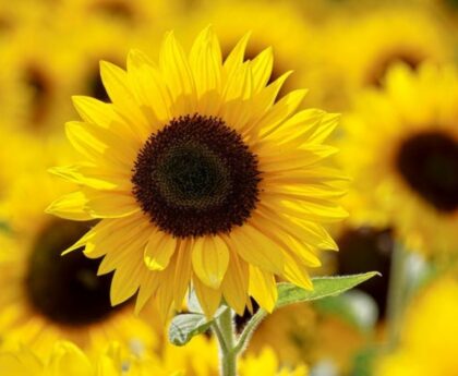 Bright yellow sunflowers blooming in a sunny garden, symbolizing the best time to plant sunflowers for healthy growth and vibrant blooms