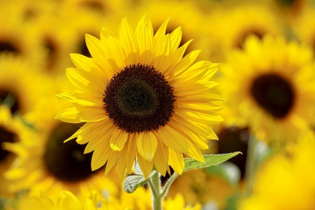 Bright yellow sunflowers blooming in a sunny garden, symbolizing the best time to plant sunflowers for healthy growth and vibrant blooms