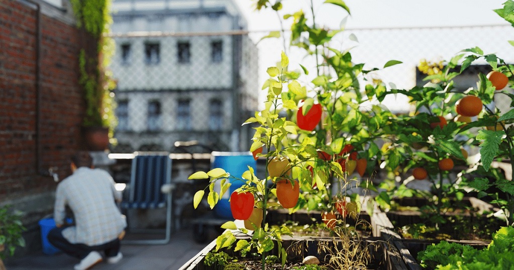 What are the biggest challenges for urban gardening in Canada