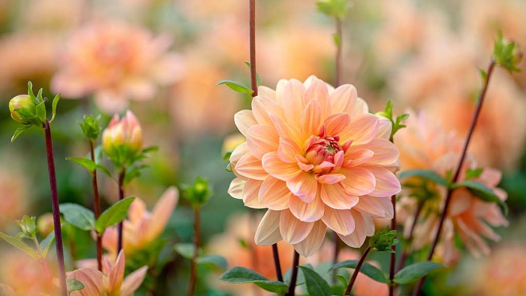 How to pair ‘Peach Fuzz’ with other colors