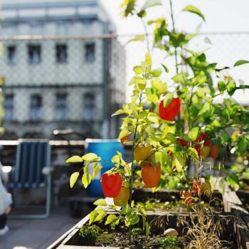 Can I start an urban garden without a backyard