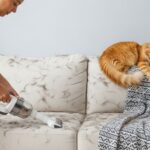 A person vacuuming a light-colored sofa covered in cat hair using a handheld pet vacuum attachment