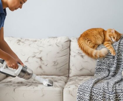 A person vacuuming a light-colored sofa covered in cat hair using a handheld pet vacuum attachment