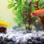 Affordable aquarium gravel creating a colorful base in a freshwater fish tank.