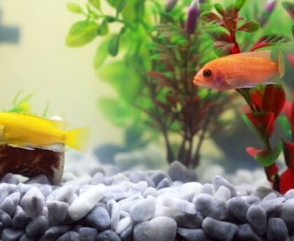 Affordable aquarium gravel creating a colorful base in a freshwater fish tank.