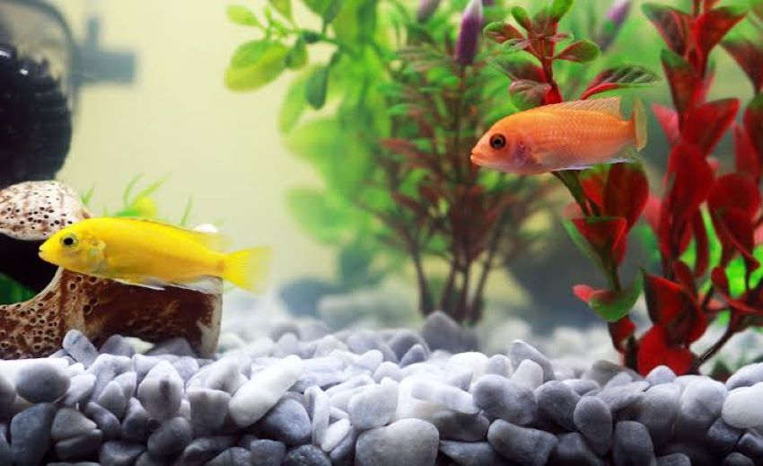 Affordable aquarium gravel creating a colorful base in a freshwater fish tank.