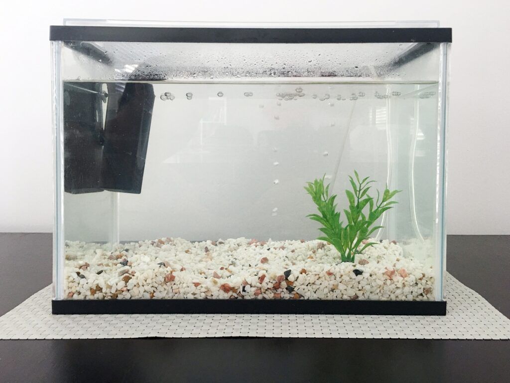 Freshwater aquarium with budget-friendly gravel, healthy fish, and aquatic plants.